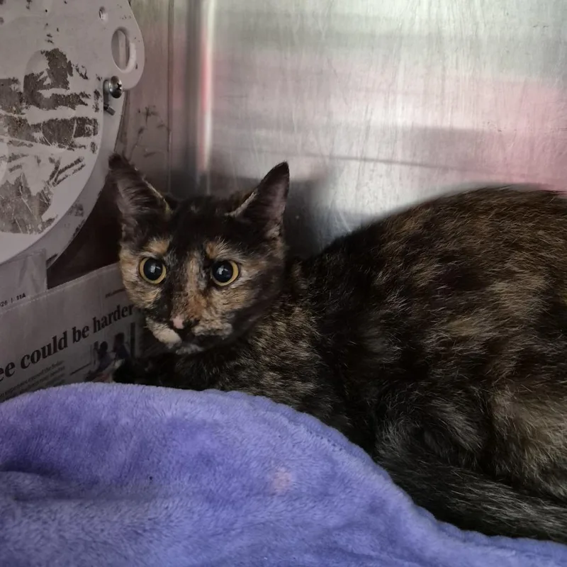A young medium-sized female Black Domestic Short Hair cat named Slinky for adoption in Ardmore, OK