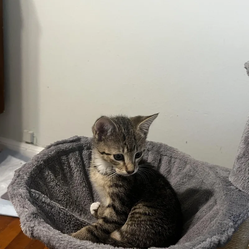 A baby medium-sized female Tabby (Brown / Chocolate) Domestic Short Hair cat named Bitzi for adoption in Houston, TX