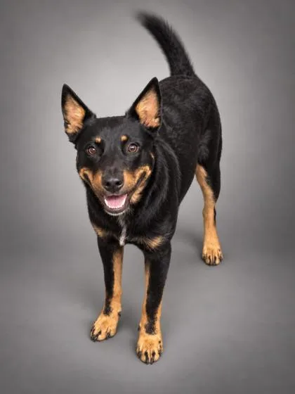 An adult large-sized male Australian Cattle Dog / Blue Heeler dog named Oakley for adoption in Bowling Green, KY