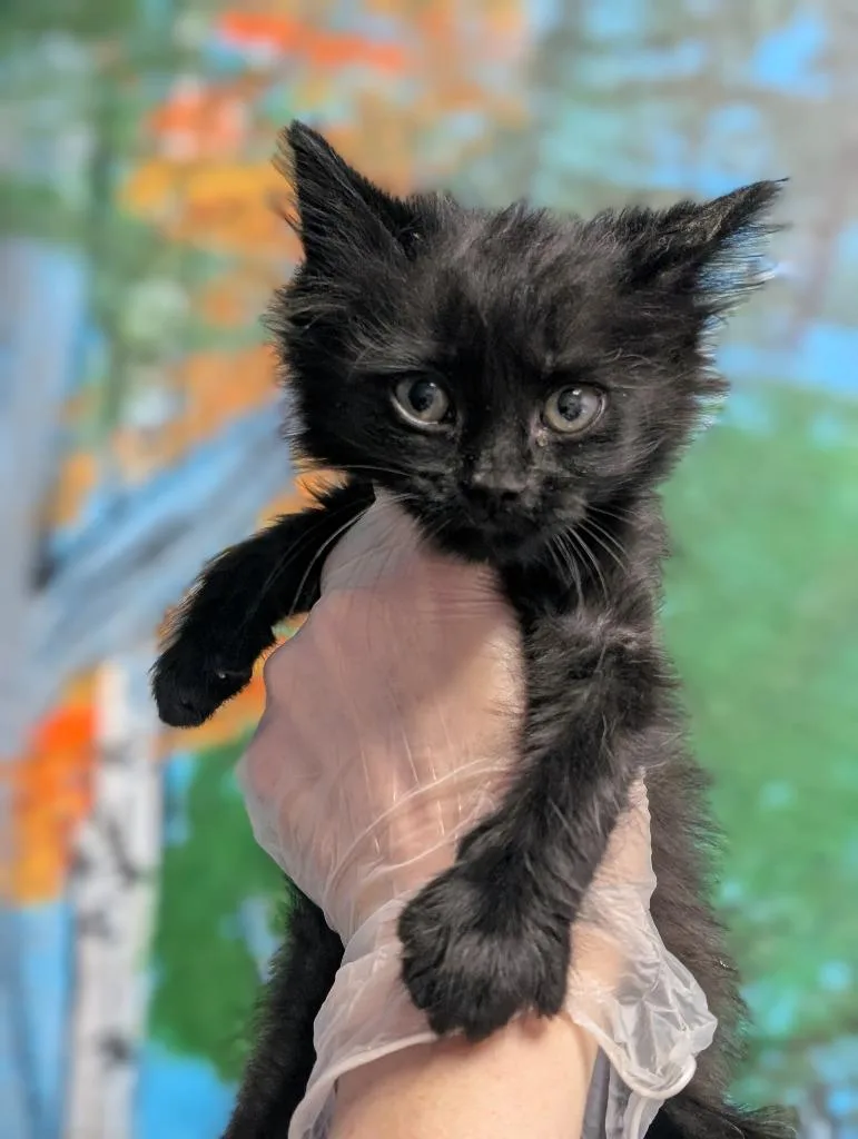 A baby small-sized female Domestic Short Hair cat named Beans for adoption in New Braunfels, TX