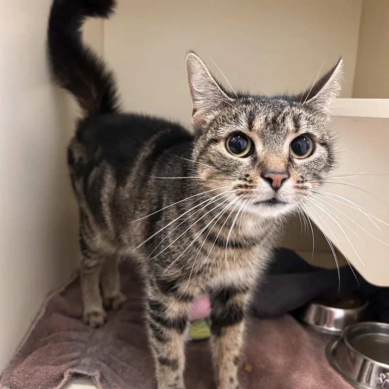 A young medium-sized female Brown / Chocolate Domestic Short Hair cat named Anise for adoption in Waynesboro, PA
