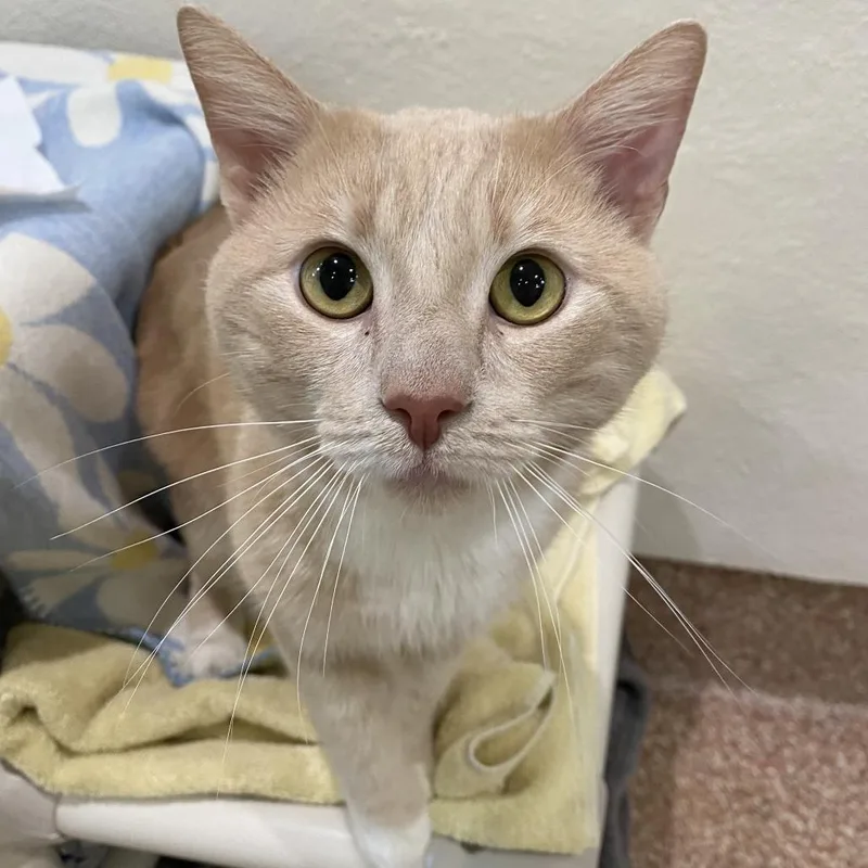 An adult large-sized male Buff / Tan / Fawn Domestic Short Hair cat named Pop for adoption in Springfield, MA