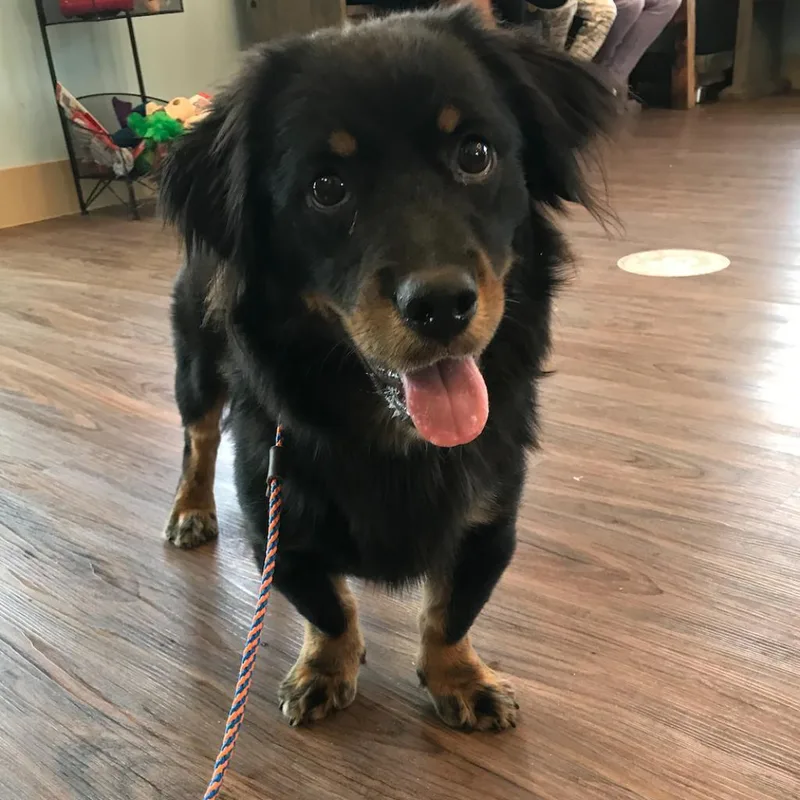 An adult medium-sized male Black Shepherd dog named Drifter aka Bradga for adoption in LOXAHATCHEE, FL