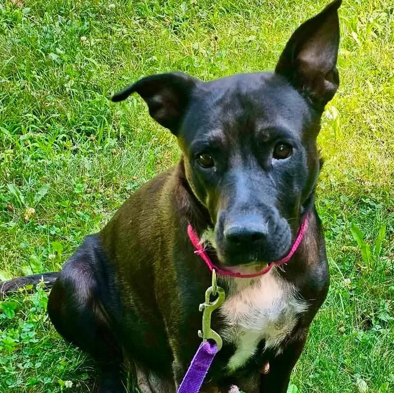 A young medium-sized female Black Labrador Retriever dog named Breezy for adoption in West Haven, CT