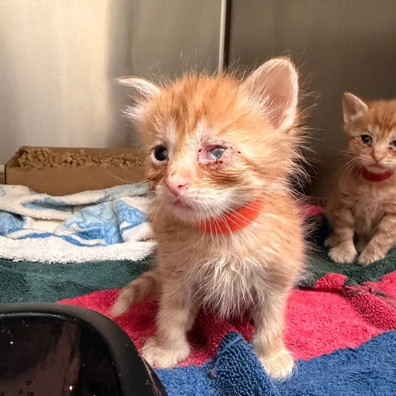 A baby small-sized male Orange / Red Domestic Short Hair cat named Sunfyre for adoption in Lynchburg, VA