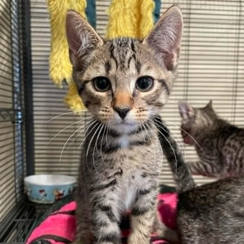 A young medium-sized male Domestic Short Hair cat named Kevin for adoption in Bishopville, SC
