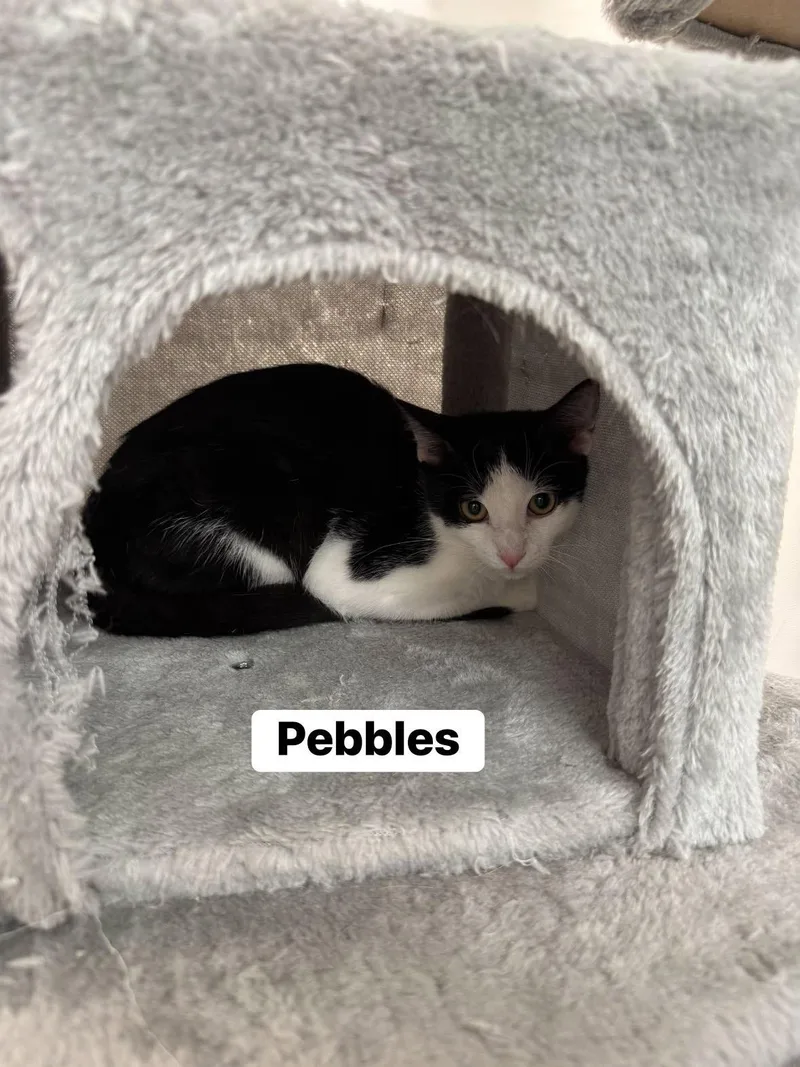 A baby medium-sized female Black Domestic Short Hair cat named Pebbles for adoption in Staten Island, NY