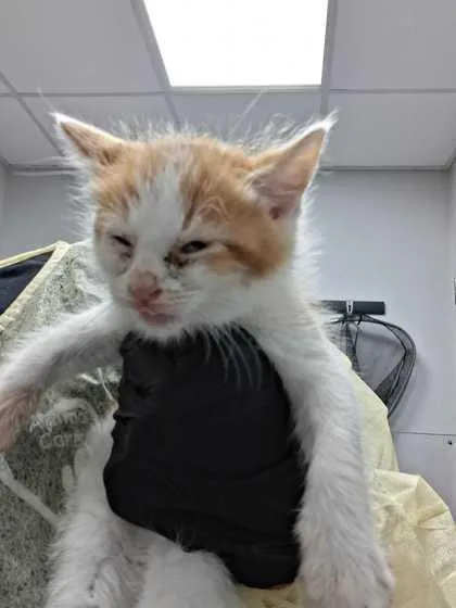 A baby small-sized male Domestic Short Hair cat named Marlo for adoption in Sevierville, TN