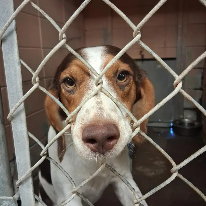 A baby medium-sized male Beagle dog named Bogey for adoption in Gautier, MS