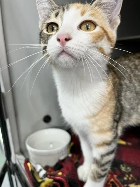 A baby small-sized female Domestic Short Hair cat named Peaches for adoption in Anoka, MN
