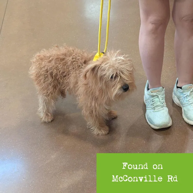 An adult small-sized male Golden Havanese dog named Tanglewood for adoption in Lynchburg, VA