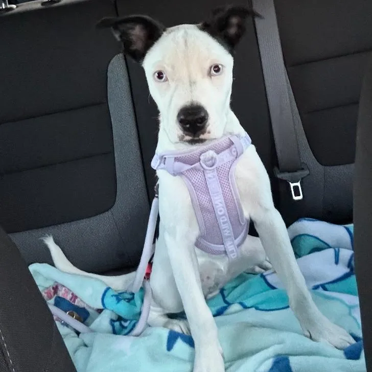A young small-sized female Black Mixed Breed dog named Daisy for adoption in Houston, TX