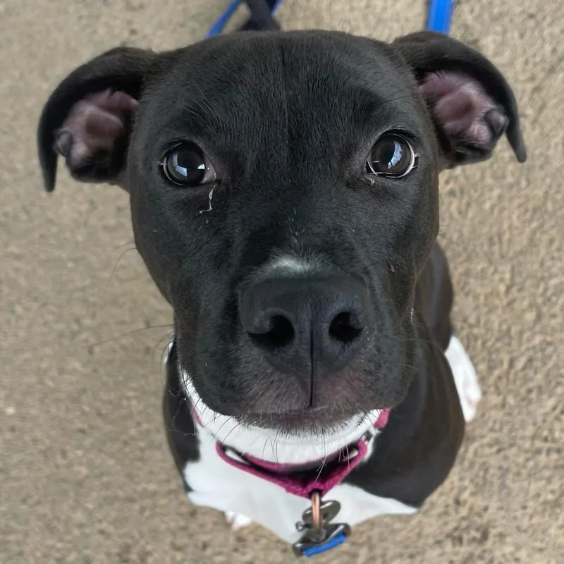 A young small-sized male Mixed Breed dog named Twiggy for adoption in State College, PA