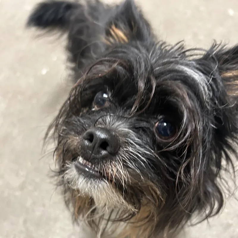 An adult small-sized male Black Mixed Breed dog named Throckmorton for adoption in Pittsburgh, PA