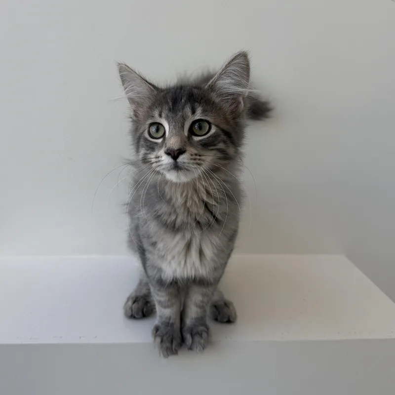 A baby medium-sized male Domestic Short Hair cat named Chester for adoption in Evanston, IL