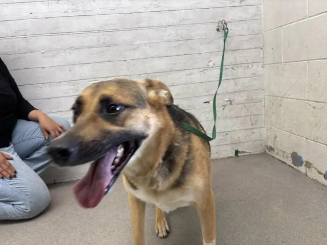 A young large-sized female German Shepherd Dog dog named Ariel for adoption in San Bernardino, CA
