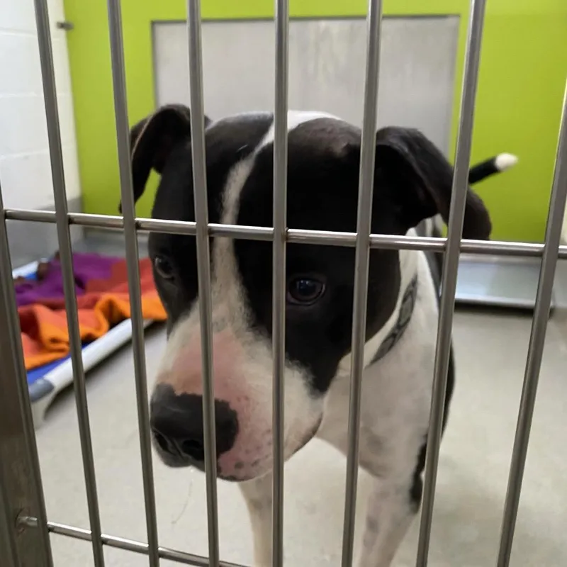 An adult medium-sized male Pit Bull Terrier dog named Rebel for adoption in Lynchburg, VA