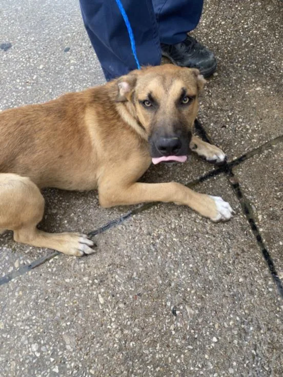 A young medium-sized male German Shepherd Dog dog named Ham for adoption in Dallas, TX
