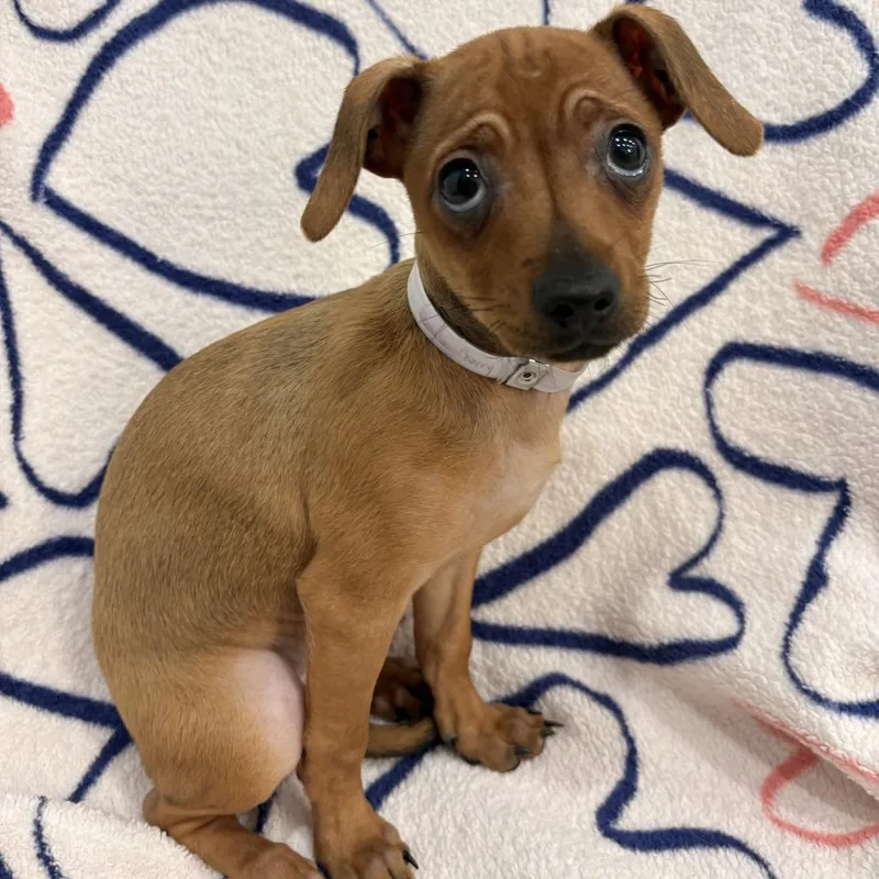 A baby small-sized female Yellow / Tan / Blond / Fawn Dachshund dog named Cherry for adoption in Hawthorne, CA