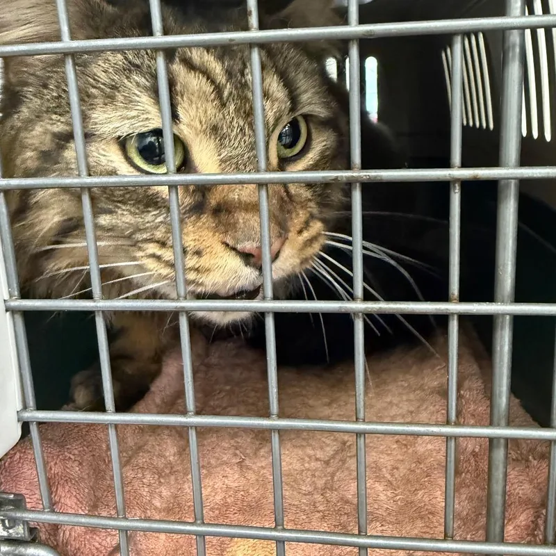 An adult small-sized male Gray / Blue / Silver Domestic Medium Hair cat named Riley for adoption in Philadelphia, PA