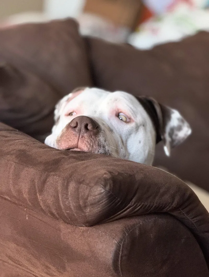 An adult extra large-sized male Pit Bull Terrier dog named Bowser for adoption in Euless, TX