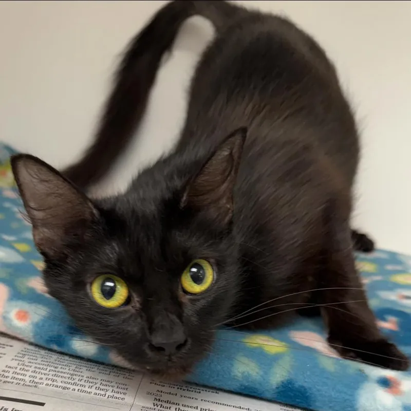A young medium-sized female Black Domestic Short Hair cat named Selah for adoption in Marshall, TX