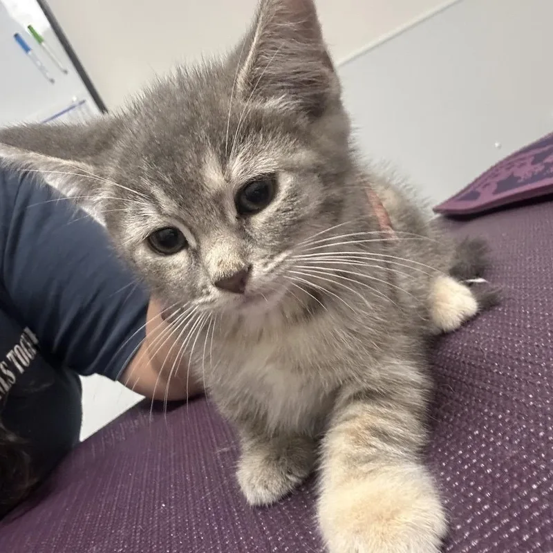 A baby medium-sized female Brown / Chocolate Domestic Short Hair cat named Sugar for adoption in Evanston, IL