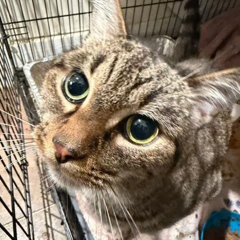 An adult large-sized female Domestic Short Hair cat named Yuki for adoption in Cumming, GA