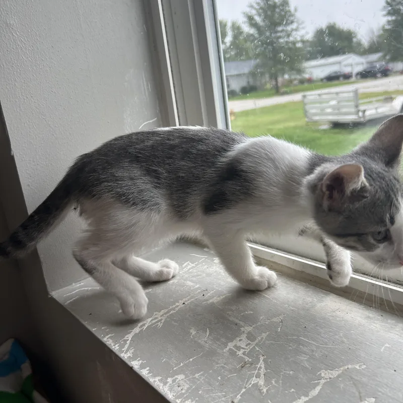 A baby small-sized female Domestic Short Hair cat named Joy for adoption in Seward, NE