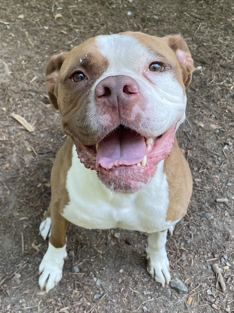 An adult large-sized male Red / Chestnut / Orange Boxer dog named Zeus for adoption in Heathsville, VA