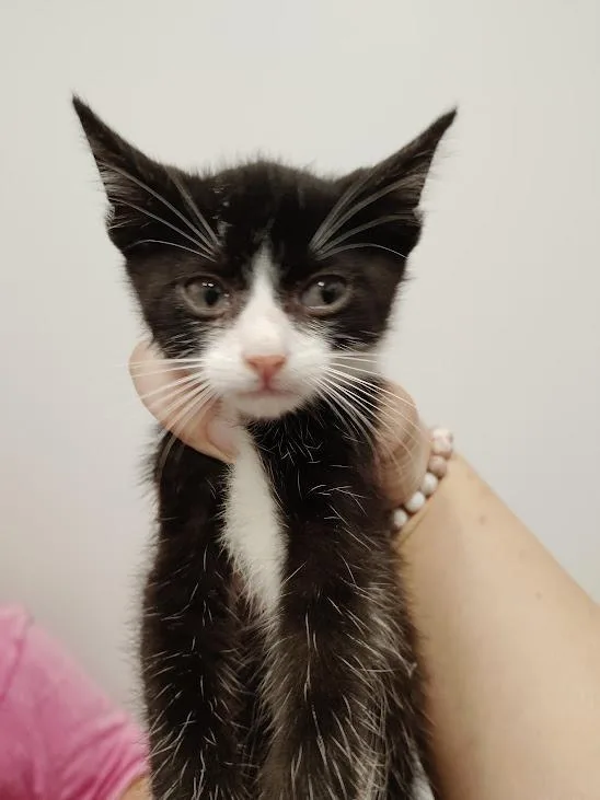 A baby medium-sized male Domestic Short Hair cat named Zane for adoption in Republic, MO