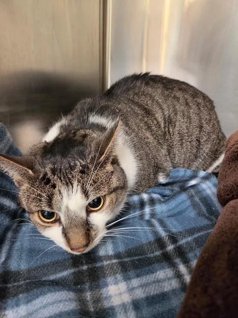An adult large-sized male Tabby (Tiger Striped) Domestic Medium Hair cat named Bing for adoption in Fincastle, VA