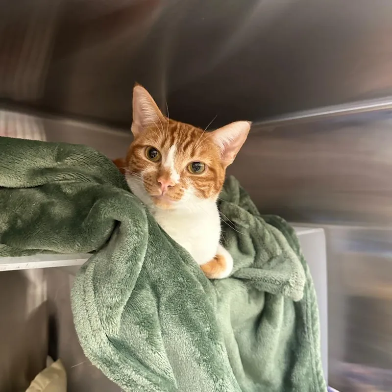 An adult medium-sized female Orange / Red Domestic Short Hair cat named Batya for adoption in Santa Barbara, CA