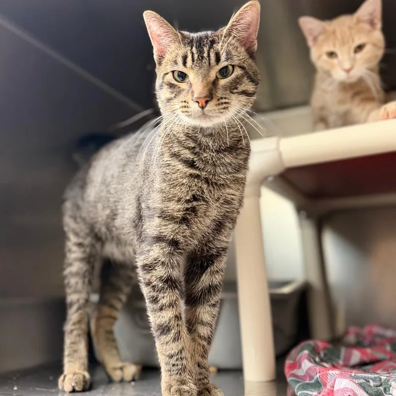 A young medium-sized male Brown / Chocolate Domestic Short Hair cat named Lenny for adoption in Chippewa Falls, WI