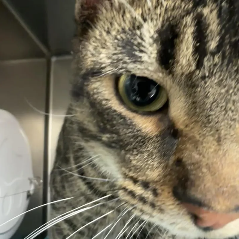 Lenny thumbnail 6