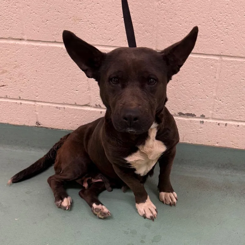 An adult medium-sized female Black Mixed Breed dog named Meghan for adoption in Memphis, TN