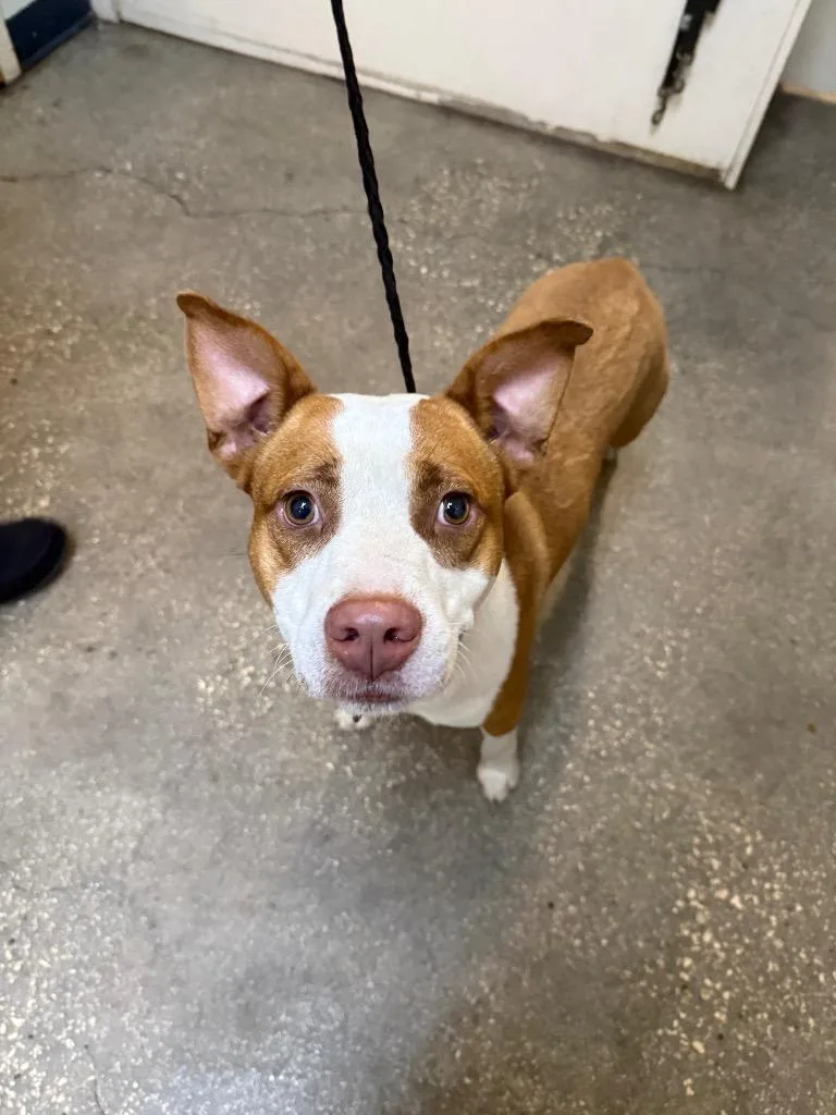 A young medium-sized male Mixed Breed dog named Manatee for adoption in Ocala, FL