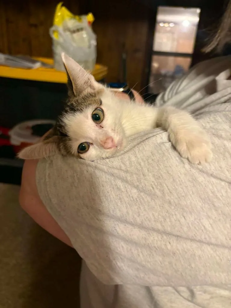 A baby medium-sized male Domestic Short Hair cat named Mickelsen for adoption in Miami, OK