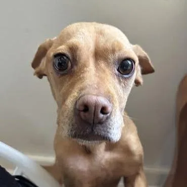An adult small-sized female Chihuahua dog named Wanda for adoption in Sonoma, CA