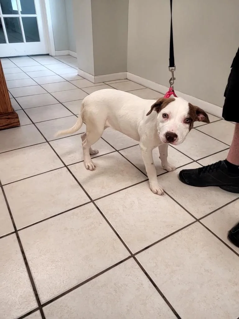 A baby medium-sized female Pit Bull Terrier dog named Penelope for adoption in Huntsville, TX
