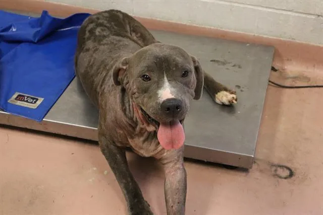 An adult large-sized male Mixed Breed dog named Mr. Wrinkly for adoption in Columbia, SC