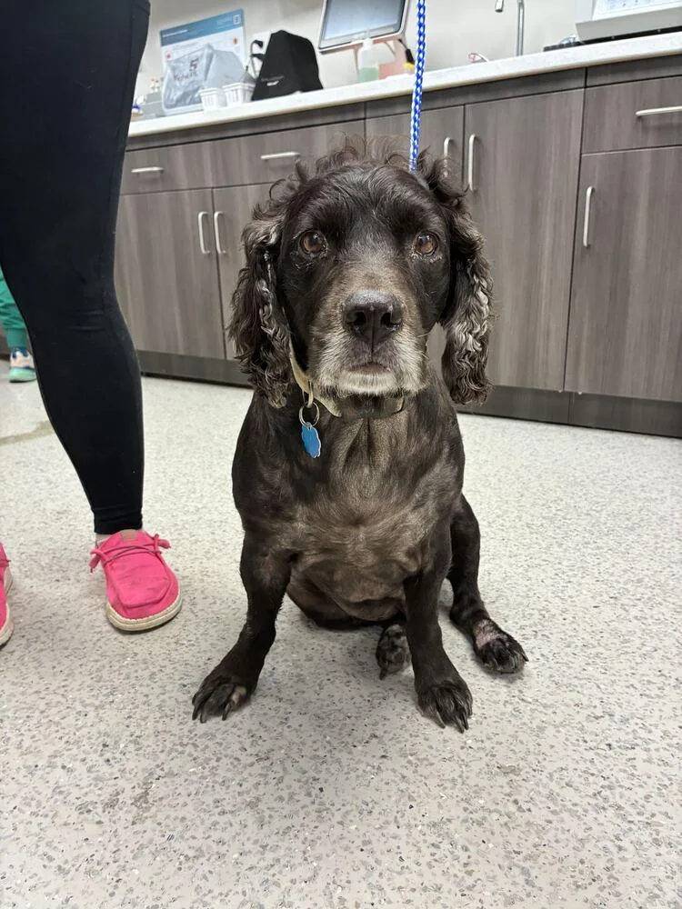 A senior large-sized male Boykin Spaniel dog named Hunter for adoption in Marietta, GA