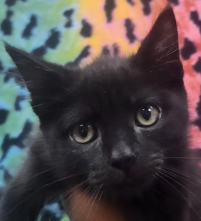 A baby small-sized male Domestic Short Hair cat named Jojo for adoption in Little Rock, AR