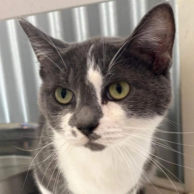 An adult medium-sized female Gray / Blue / Silver Domestic Short Hair cat named Cher for adoption in Elwood, IN