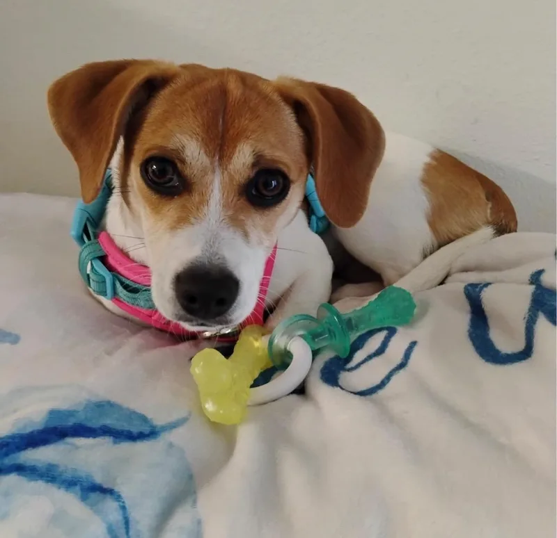 A baby medium-sized female Beagle dog named Dolores for adoption in Greeneville, TN