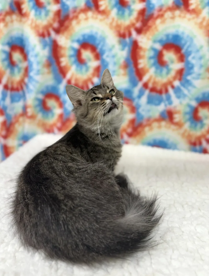 An adult medium-sized male Tabby (Tiger Striped) Domestic Long Hair cat named Mars for adoption in Upper Sandusky, OH