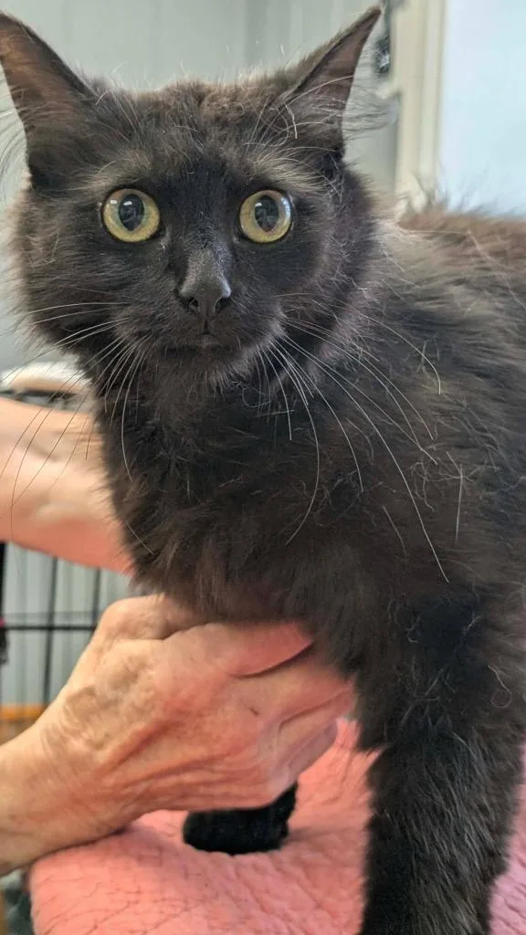 A young medium-sized female Domestic Medium Hair cat named Raven for adoption in Warren, MI