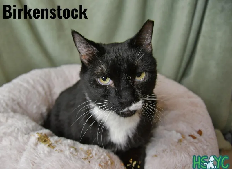 An adult medium-sized male Domestic Short Hair cat named Birkenstock for adoption in Fort Mill, SC