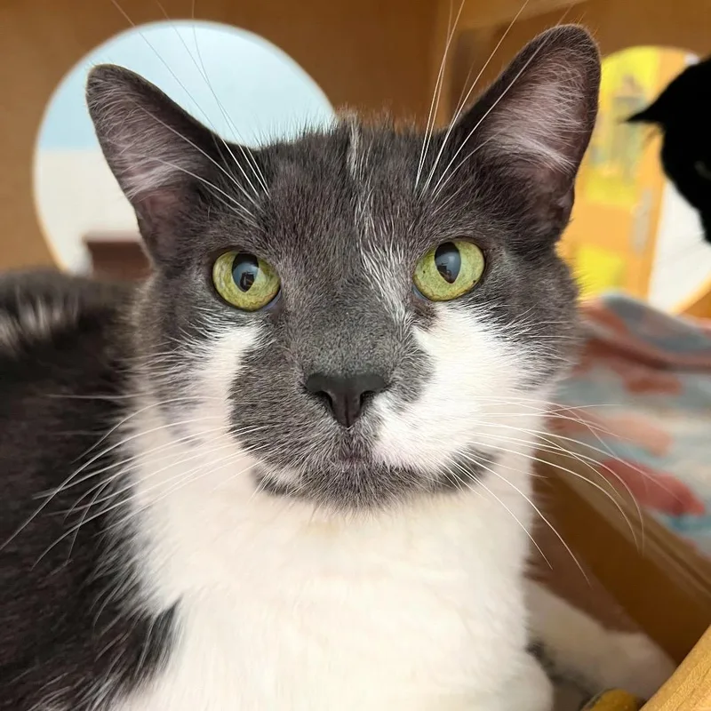 A senior small-sized male Gray / Blue / Silver Domestic Short Hair cat named Cubby for adoption in Arlington Heights, IL