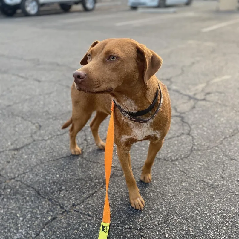 A young medium-sized female Red / Chestnut / Orange Vizsla dog named Fabiana for adoption in Escondido, CA